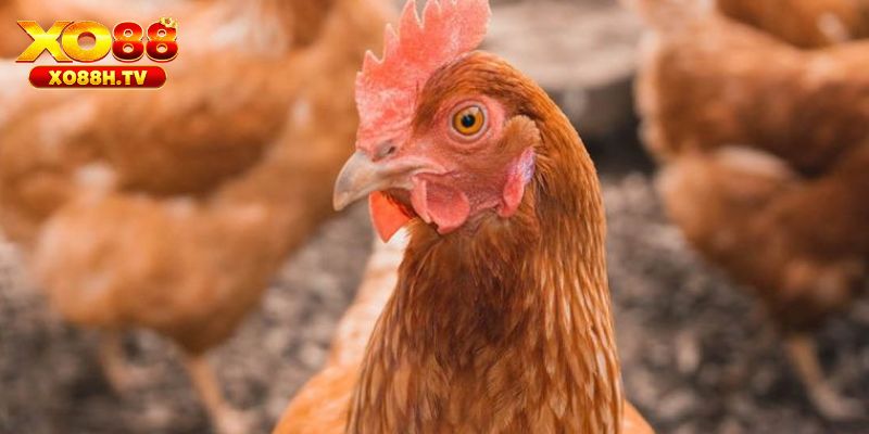 Tác hại nếu lơ là, không tìm cách chữa bệnh hen ở gà