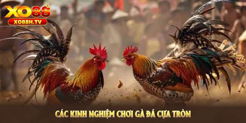 Hướng dẫn cách tham gia đá gà cựa tròn tại xo88