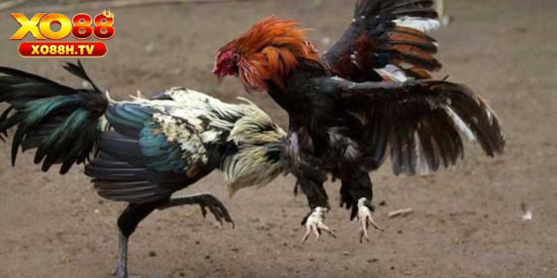 Bật mí mẹo chơi cá cược đá gà cựa dao Philipines tại xo88