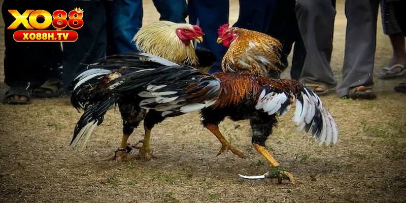 Sức hút đặc biệt của đá gà cựa dao Philipines