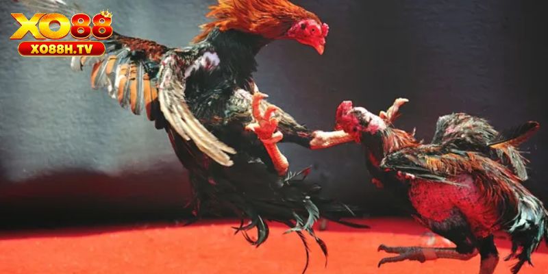 Tổng hợp các hình thức gian lận bằng thuốc đá gà bịp