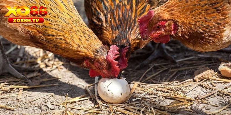 Tại sao gà bị hen?