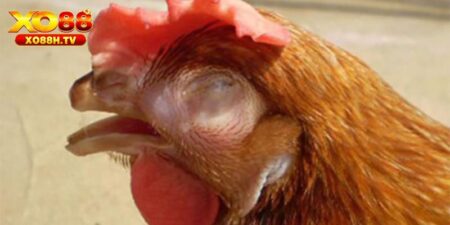 Hướng Dẫn Chữa Bệnh Hen Ở Gà Từ Sư Kê Chuyên Nghiệp