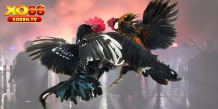 Xo88 Hướng Dẫn Cách Ép Cân Đá Gà Đảm Bảo Sức Khỏe