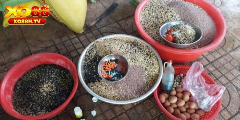 Top các thức ăn tốt nhất cho gà chọi